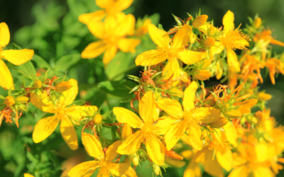 Can St. John’s Wort Help with Depression?