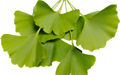 Can Ginkgo Biloba Help with Depression?