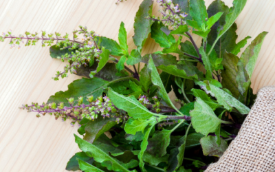 Top 5 Health Benefits of Holy Basil