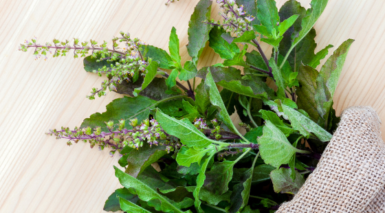 Top 5 Health Benefits of Holy Basil