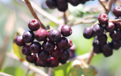 Top 4 Health Benefits of Acai Berries