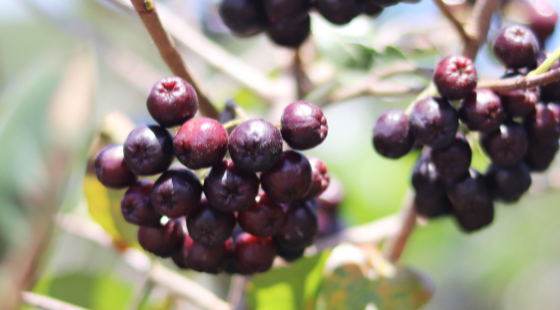 Top 4 Health Benefits of Acai Berries