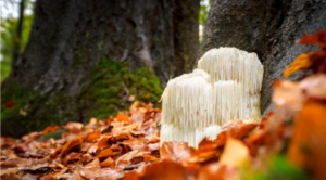 White shaggy lion's mane mushroom growing on a tree