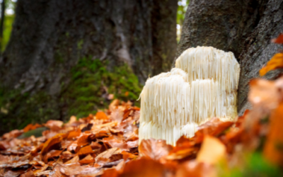 Health Benefits of Lion’s Mane Mushroom