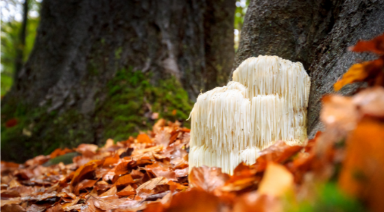 Health Benefits of Lion’s Mane Mushroom