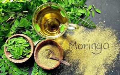 Benefits of Moringa, The New Superfood