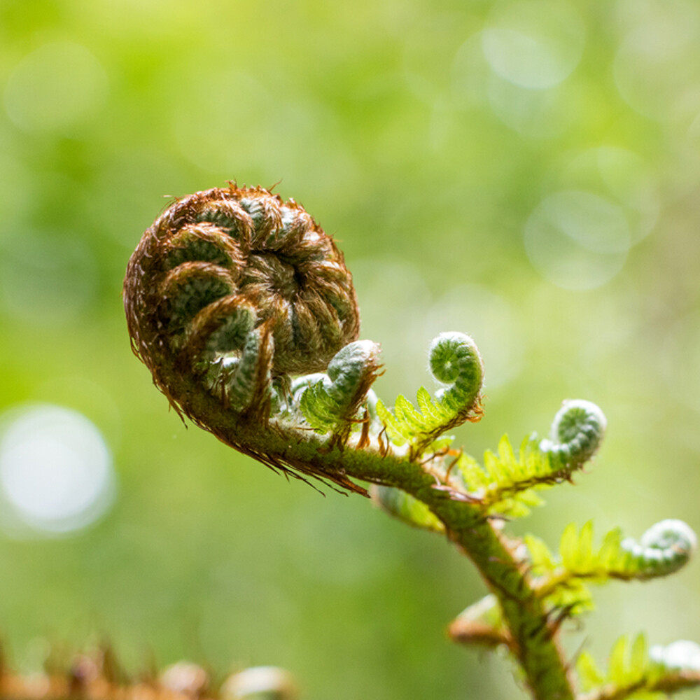 About Koru Nutrition koru plant New Zealand silver fern